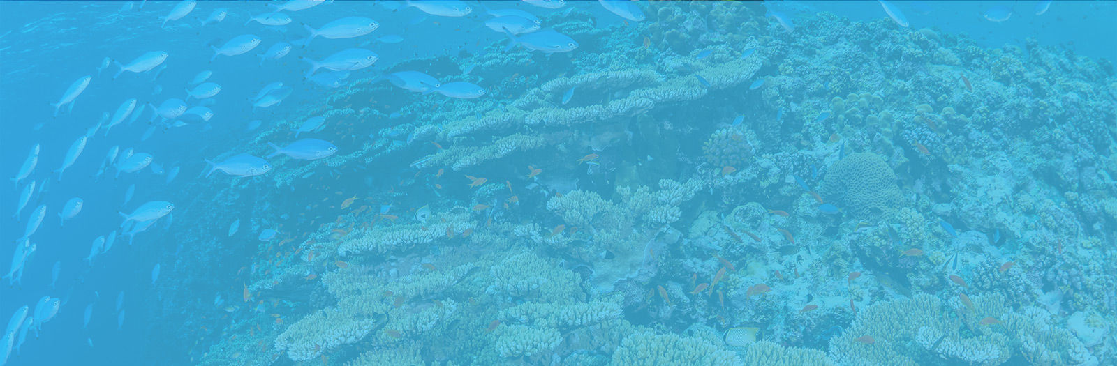 Dive Center Grand Bahama